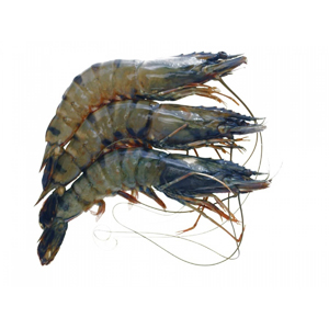 Gamba m/kop 8/12 - 1 kg